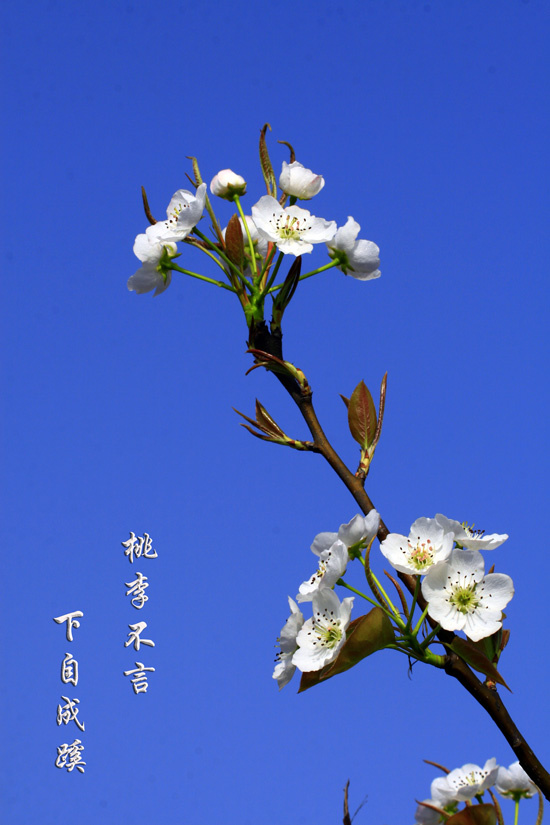 桃李无言下自成蹊，最新深度探讨